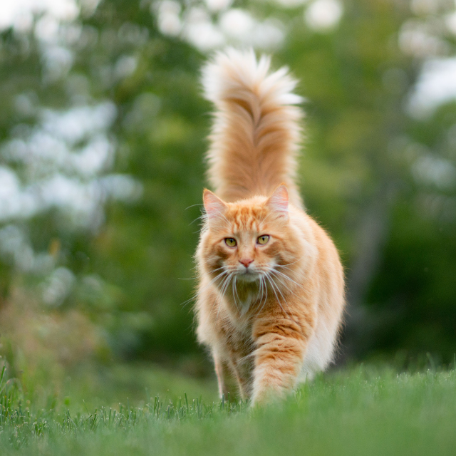 Festa del gatto: come celebrare i nostri mici con i gioielli